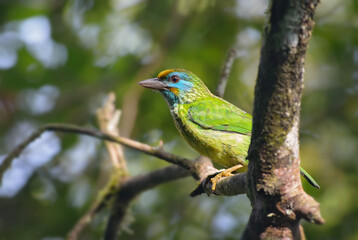 Yellow-fronted barbet - Psilopogon flavifrons, beautiful colored barbet from Sinharaja forest of Sri Lanka.