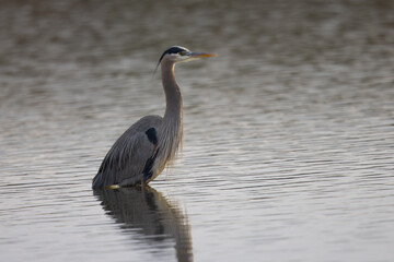 Great blue heron in beautiful sunset light, seen in a North California marsh
