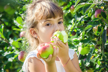 Child with apples in the summer garden. Selective focus.