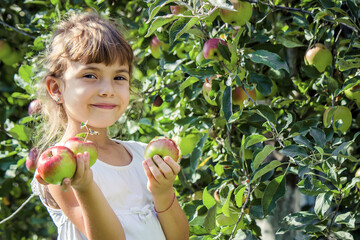 Child with apples in the summer garden. Selective focus.