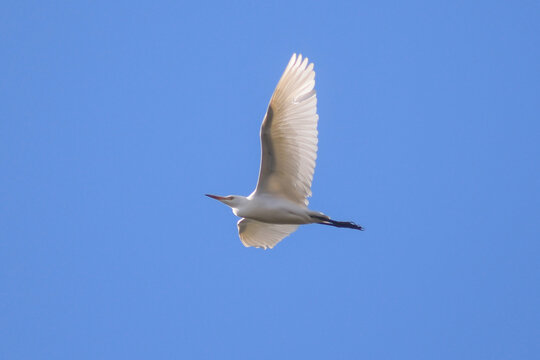 Airone guardabuoi (Bubulcus ibis) in volo,silhouette su sfondo cielo blu
