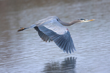 Close view of a blue heron flying, seen in a North California