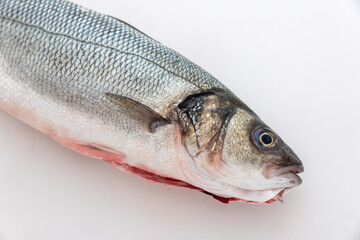 Sea bass with white background