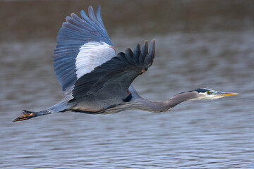 Close view of a blue heron flying, seen in a North California