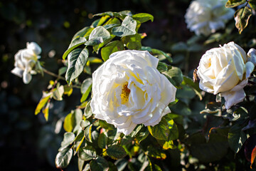 Obraz premium Roses in the garden, Roses are beautiful with a beautiful sunny day.