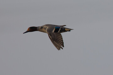 Green-winged Teal flying, seen in a North California marsh