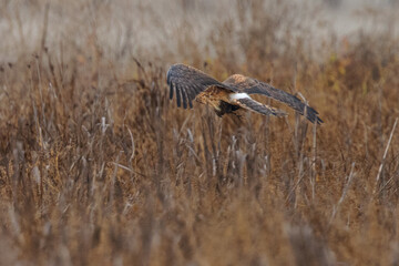 Extremely close view of a female hen harrier with a prey in her talons, seen in the wild in North California