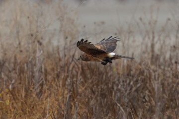 Extremely close view of a female hen harrier with a prey in her talons, seen in the wild in North California