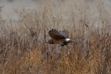 Extremely close view of a female hen harrier with a prey in her talons, seen in the wild in North California