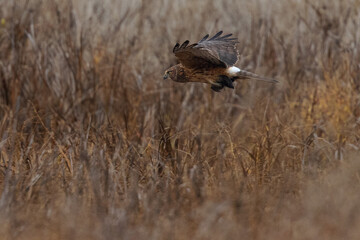 Extremely close view of a female hen harrier with a prey in her talons, seen in the wild in North California