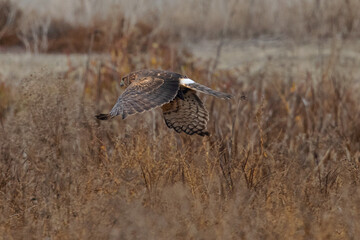 Extremely close view of a female hen harrier with a prey in her talons, seen in the wild in North California