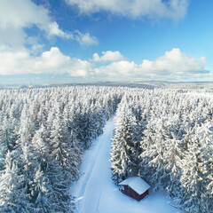 schneebedeckte Bäume im Winterwald