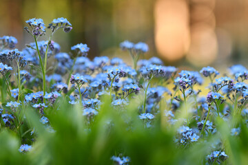 Blue forget-me-not flowers blooming in spring, with blurred background. Selective focus.