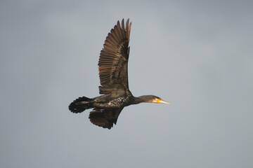 cormorano (Phalacrocorax carbo) in volo,silhouette su sfondo cielo