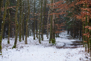 Wald im Winter mit leichter Schneedecke