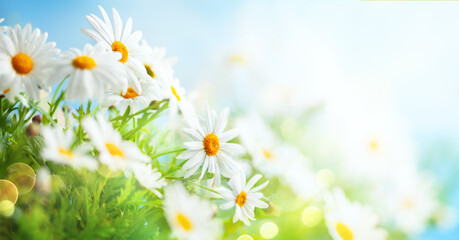 Beautiful chamomile flowers in meadow. Spring or summer nature scene with blooming daisy in sun...