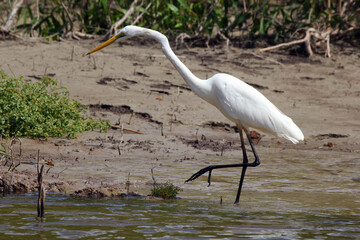 Obraz premium Asutralian white heron