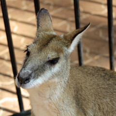 Kangaroo in cage