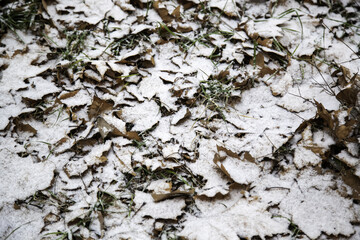 Autumn leaf in ice and snow