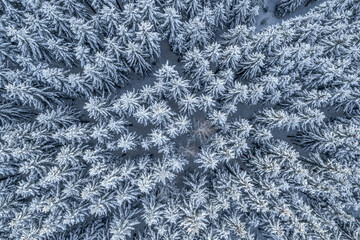 Aerial view of white conifer treetops in wither forest with diagonal structure, Germany