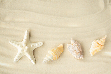 Fototapeta na wymiar A background of fine clean sand with a starfish and shells with space for text. Banner, advertisement, poster.