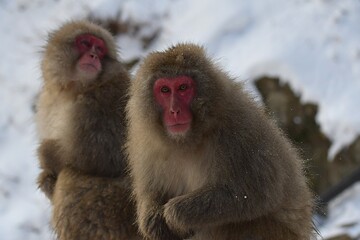 Close-up Of Monkeys During Winter