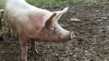 Rural pig in a muddy field