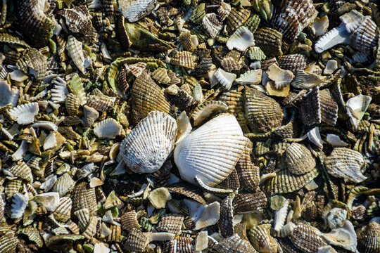 playa, gemas, mar, canto rodado, canto rodado, con textura, naturaleza, gemas, roca, roca, acu&aacute;tico, caracola, oce&aacute;no, arena, dechado, liso, fondo, caracola, caf&eacute;, miniatura, grava, textura, alimento