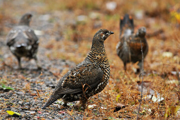 Spruce hen in the field