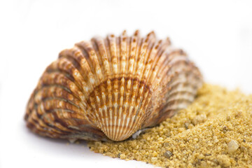 Summer concept : shell and sand isolated on white