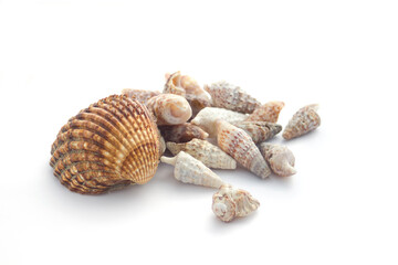 Summer concept : shels isolated on white
