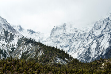 Obraz premium Pine trees against a snow capped mountain on an overcast day, Annapurna Circuit, Nepal