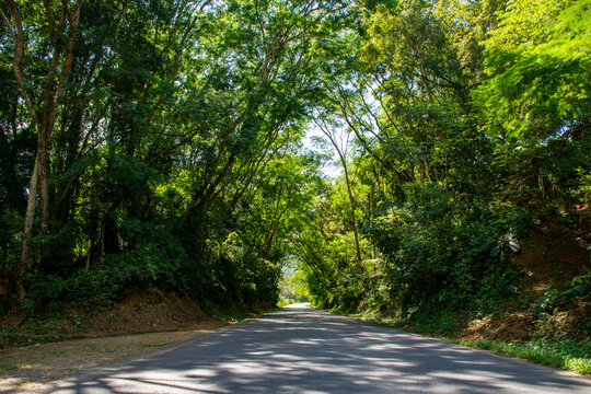 carretera, bosque, &aacute;rbol, naturaleza, &aacute;rbol, verde, paisaje, aparcar, camino, oto&ntilde;al, asfaltar, madera, viajando, verano, calle, esc&eacute;nico, campesina, vuelta, campestre, c&eacute;sped, madera, primavera