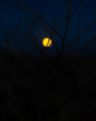 The yellow moon in the dark sky