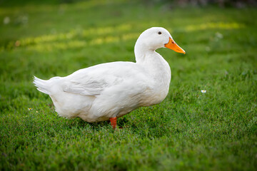 Naklejka na ściany i meble White male duck inhabited by grass. High quality photo