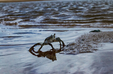crab on the beach