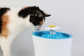 tricolored cat drinks fresh water from an electric drinking fountain
