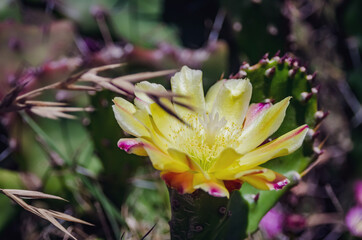 cactus yellow flower