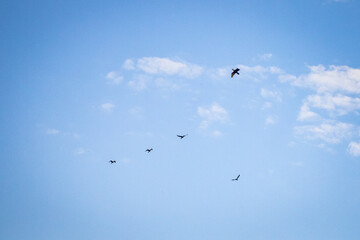 Birds flying in a beautiful sky