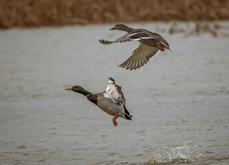 mallard