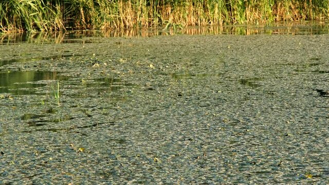 Lake is completely overgrown with invasive aquatic plants Water caltrop. It is also known as buffalo nut, devil pod, mustache nut or singhada. Danube Biosphere Reserve, Ermakov island, Ukraine