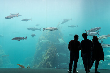 Cod in an aquarium