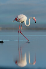A beautiful close shot of flamingo walking in the water with blue background.