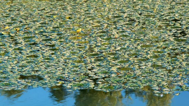 Lake is completely overgrown with invasive aquatic plants Water caltrop. It is also known as buffalo nut, devil pod, mustache nut or singhada. Danube Biosphere Reserve, Ermakov island, Ukraine