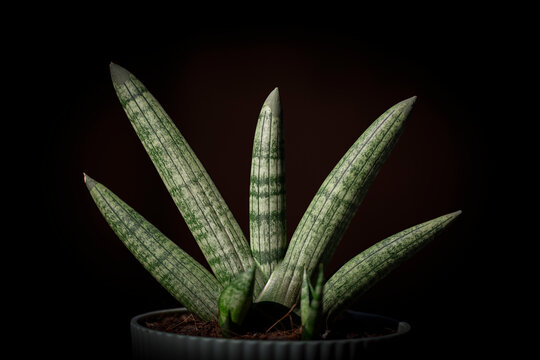 Sansevieria Cylindrica Bojer or Sansevieria Stuckyi isolate on black background.