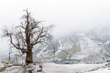 Tree without leaves with Gangapurna lake in the background, in snow covered Manang, Annapurna Circuit, Nepal