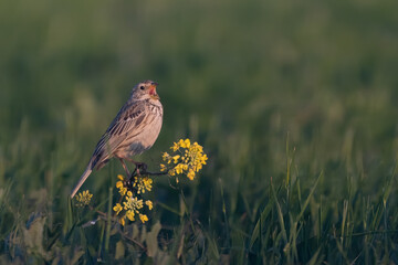 The Corn Bunting (Miliaria calandra )