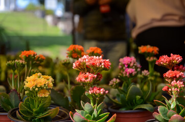 Fototapeta na wymiar flowers in a garden center