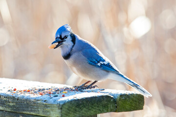 feeding blue jay