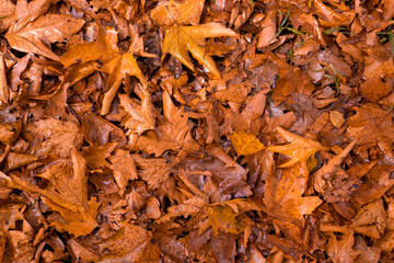 autumn leaves background